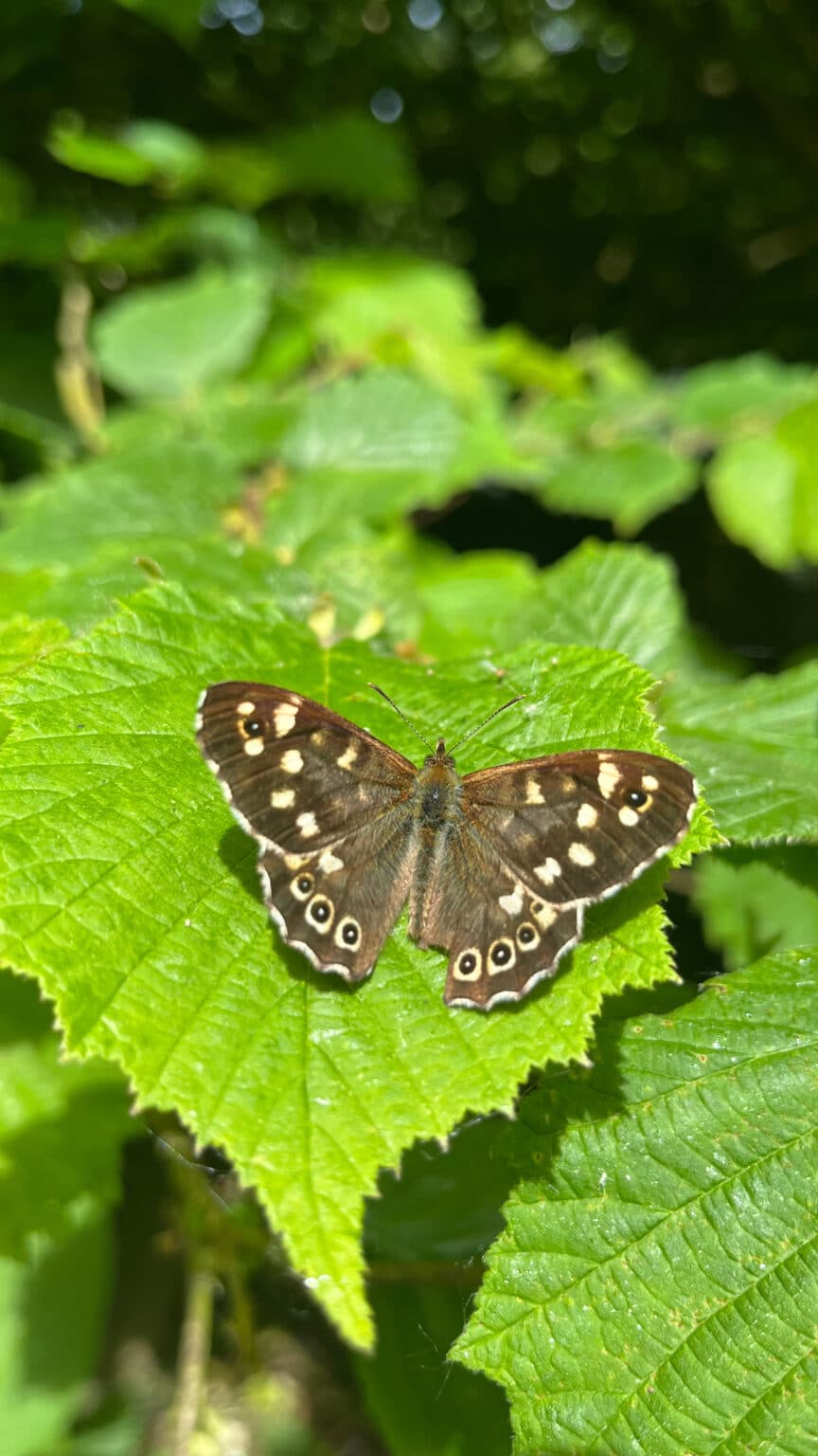 A wild field butterfly captured on the Woodford Island at the Woodford Dolmen Hotel